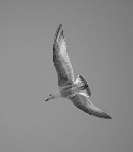 A graceful seagull captured mid-flight in a striking black and white close-up.